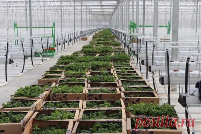 Обзор: в марте 2019 в России открылось 17 предприятий агропрома В марте открылось 17 новых предприятий агропрома, из нах 12 сравнительно крупных. Инвесторы особенно порадовали вводом новых тепличных комплексов —