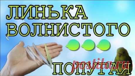 Линька у волнистого попугая. Тоша и Лайма сильно линяют. Что делать когда попугай линяет