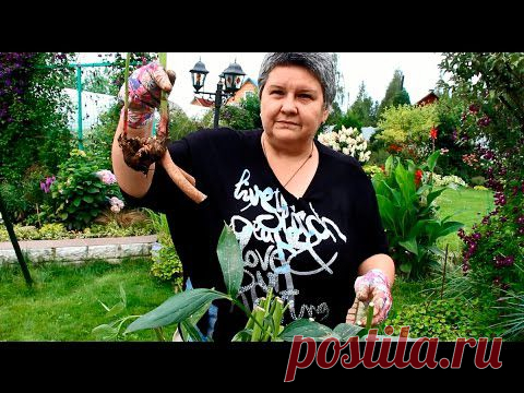 Деление пионов,очень хороший видиоматериал