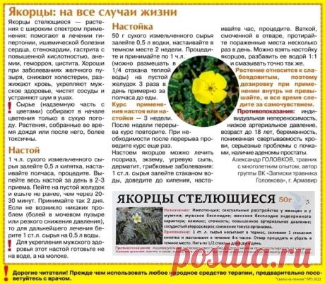 Якорцы стелющиеся