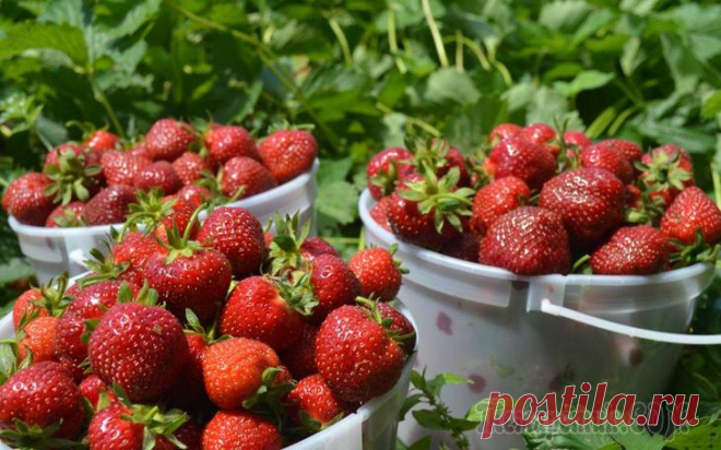 5 шагов до небывалого урожая клубники