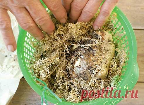 Каллы: как вырастить из клубня на Supersadovnik.ru