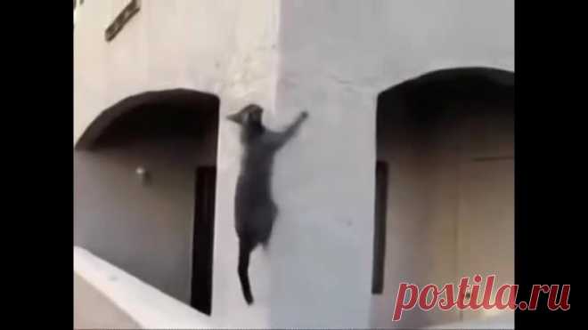 Коты и Кошки - Миссия Выполнима - Офигенно...)))