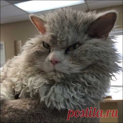 Дневник кота Василия