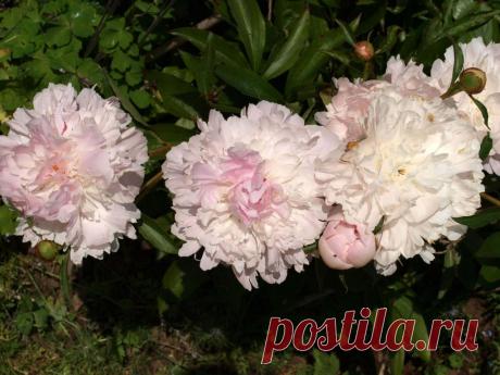 Мифы и легенды о цветах: Пион ~ Planetalsad