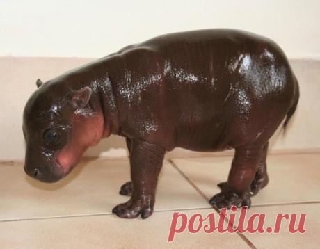 Карликовый бегемот