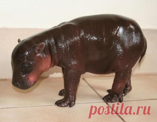 Карликовый бегемот