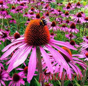 Эхинацея пурпурная. Заморское чудо лечит не худо. В настоящее время препараты из эхинацеи популярны во всем мире как никогда. Только в Европе производят более 400 препаратов с основой из этого растения.

Эхинацею принимают в разных видах. Например, в народной медицине  её используют в виде отвара, чая, спиртовой настойки, мази, крема, масла, так как это растение является приемлемым для всех видов приготовления.