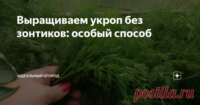 Выращиваем укроп без зонтиков: особый способ | Идеальный огород | Дзен