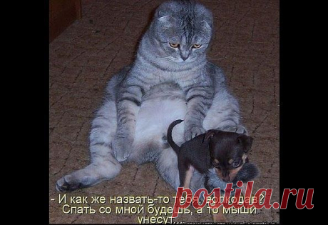 Взаимные симпатии