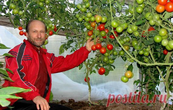 Маленькие секретики садоводу - огороднику. Добавь себе на стену, чтобы не забыть! 

1. Йод для капусты. В ведро воды добавить 40 капель йода. Когда начнет формироваться кочан, поливать капусту под растение по 1 литру. 

2. Ускорение пророста. Чтобы семена быстрее проросли их замачивают в растворе перекиси водорода (4%) на 12 часов (капуста), а семена помидоров и свеклы - на 24 часа. Для обеззараживания семян (вместо марганцовки) их обрабатывают 10% перекисью водорода 20 ми...