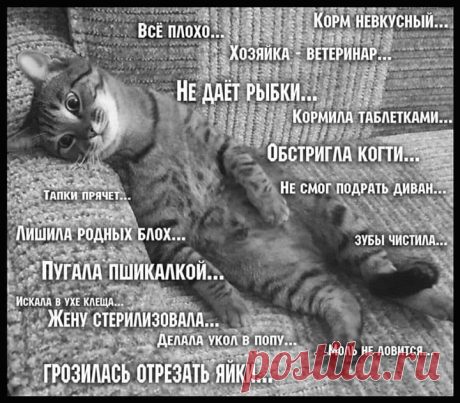 Кот