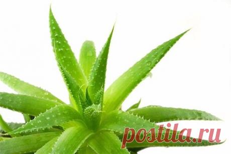 Одноклассники ВАРИКОЗ