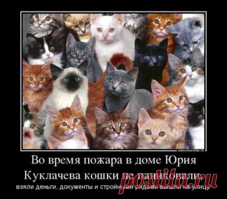 Нет шансов | Обхохочешься