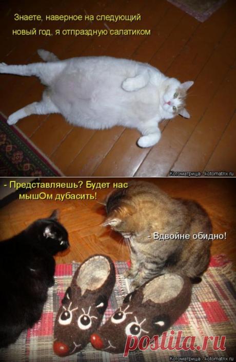 И опять для вас коты нереальной красоты. / Болталка / Юмор