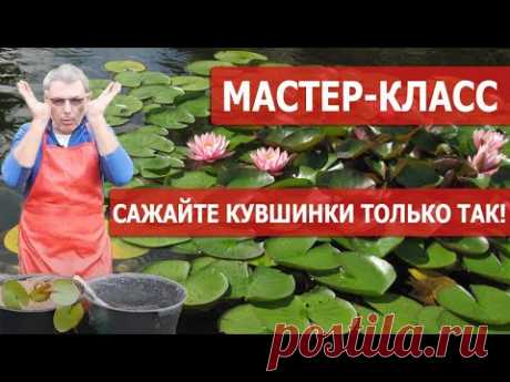 Как правильно посадить кувшинку? Интервью с кандидатом биологических наук.
