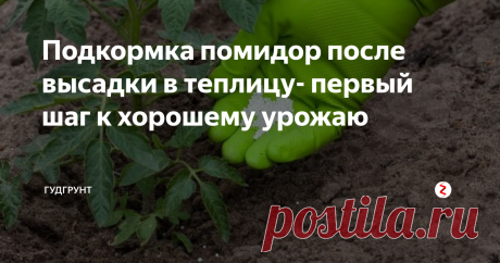 Подкормка помидор после высадки в теплицу- первый шаг к хорошему урожаю На приусадебном участке обычно садоводы выделяют место для небольшой теплицы, куда высаживают раннюю рассаду овощей. Как правило, в защищенные условия помещают рассаду томатов, огурцов и прочих теплолюбивых культур. Во время культивирования резонно возникает вопрос, чем подкормить тепличные помидоры, чтобы они быстрее образовали завязь и обильно плодоносили в дальнейшем. В статье будем выяснять эт