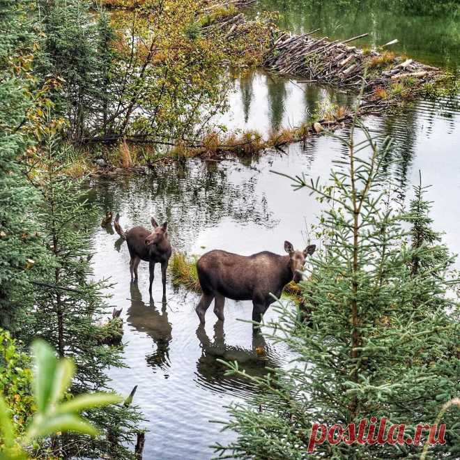 Some morning visitors... #alaskanhighway #roadtrip #sometimesiwander #lifeoutside #brysoncityoutdoors