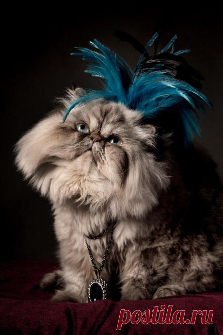 Maria Rosenblatt Photography | Animals