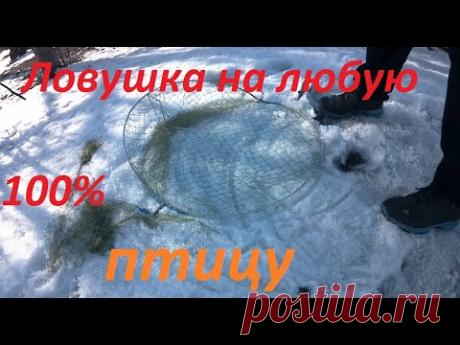 Ловушка на любую птицу///Ястреб///Сокол///Куропатка///Перепелка Фазан///pheasant trap///chicken trap