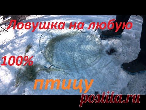 Ловушка на любую птицу///Ястреб///Сокол///Куропатка///Перепелка Фазан///pheasant trap///chicken trap