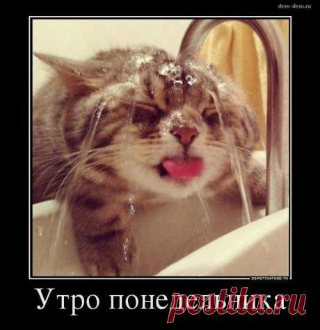 Демотиваторы с котиками