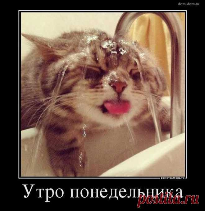 Демотиваторы с котиками