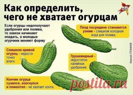 Чего не хватает огурцам? Эффективная и экологичная подкормка в период плодоношения | dom&dacha | Яндекс Дзен