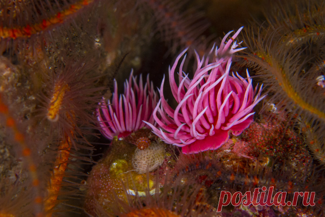 nudibranch3Sept18-20 Despite my hopes for continued clear water, wind stirred the ocean up this weekend and I ended up with another day of macro shooting.