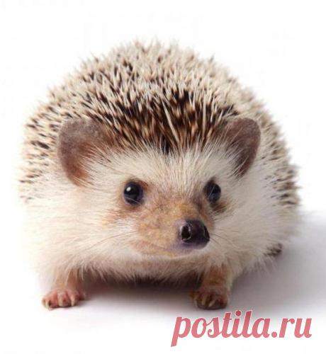 104 карточки в коллекции «Милые ежики» пользователя emma011 в Яндекс.Коллекциях