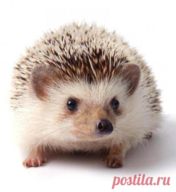 104 карточки в коллекции «Милые ежики» пользователя emma011 в Яндекс.Коллекциях