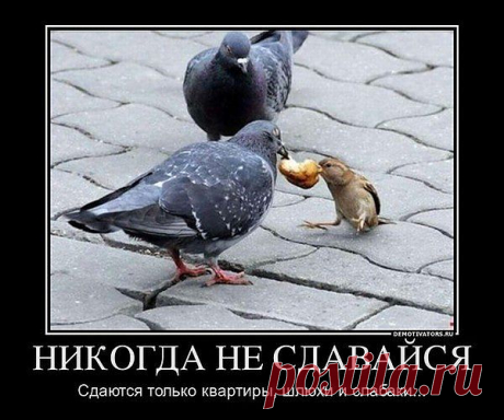 л