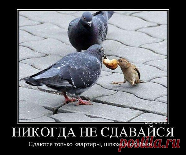 л
