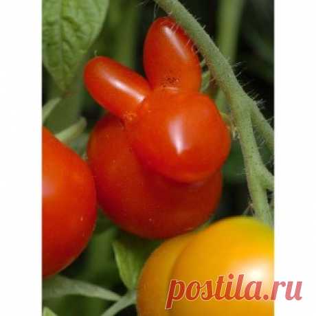 Природа-шутница! Забавные фото овощей