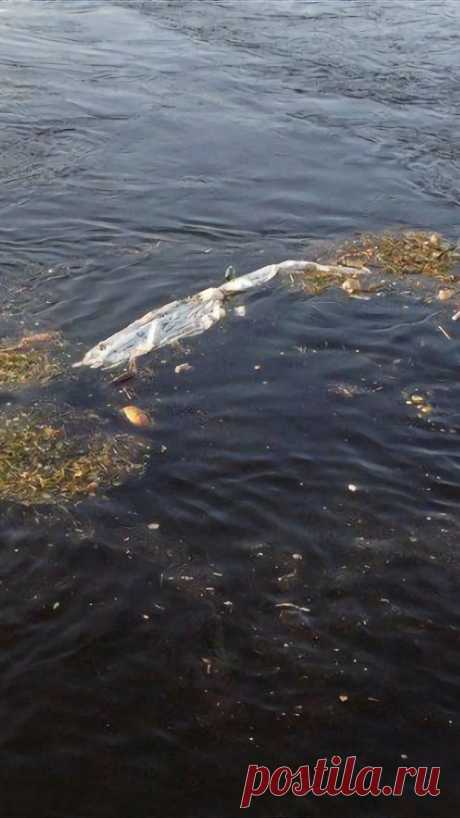 Суводь — место на реке, в котором практически всегда стоит рыба. Как его найти? | Рыболовные фишки | Пульс Mail.ru Поиск перспективного места ловли для рыболова должно быть основополагающим фактором. Ведь, если на точке нет рыбы, то не помогут ни качественные...