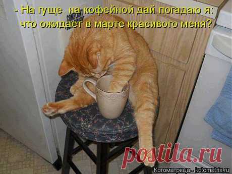 kotomatritsa_rS.jpg (Изображение JPEG, 625 × 469 пикселов)