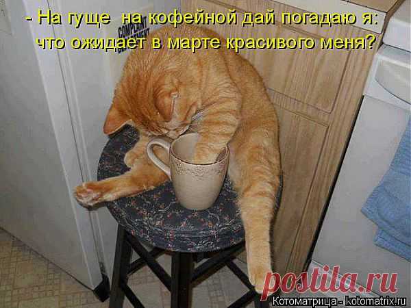 kotomatritsa_rS.jpg (Изображение JPEG, 625 × 469 пикселов)