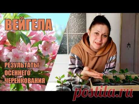 Вейгела. Результаты осеннего черенкования, уход и выращивание