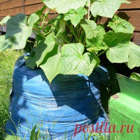 Овощи в мешках. Посмотрите, что получилось!