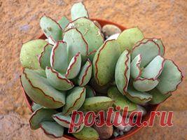 Котиледон: виды, уход, размножение, пересадка, полив