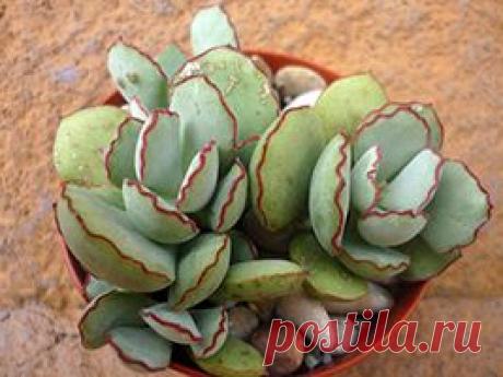 Котиледон: виды, уход, размножение, пересадка, полив