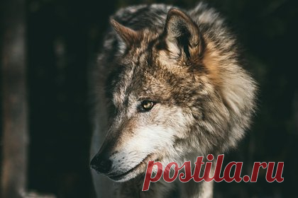 Власти попросили спрятать детей от гуляющего по российскому поселку волка. В поселке Зареченск Мурманской области власти предупредили местных жителей о волке, гуляющем по улице. Они попросили россиян не отпускать детей на улицу без сопровождения взрослых, а также ограничить свободный выгул собак и кошек. Администрация поселения обратились в полицию и в министерство природных ресурсов региона.