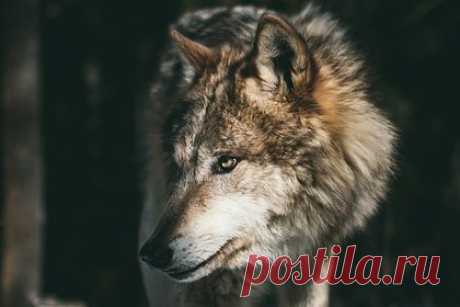 Власти попросили спрятать детей от гуляющего по российскому поселку волка. В поселке Зареченск Мурманской области власти предупредили местных жителей о волке, гуляющем по улице. Они попросили россиян не отпускать детей на улицу без сопровождения взрослых, а также ограничить свободный выгул собак и кошек. Администрация поселения обратились в полицию и в министерство природных ресурсов региона.