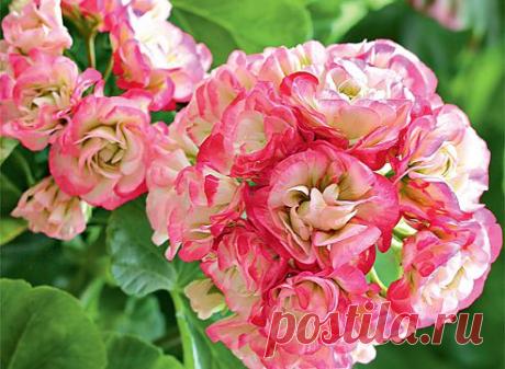 Герань | Записи в рубрике Герань | Дневник nataly0809