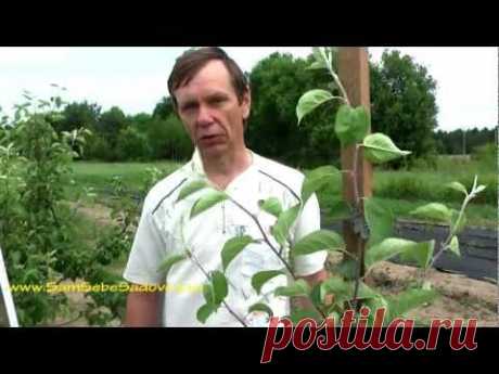 Опоры для низкорослого сада
