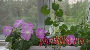 Женска логика - башта на балкону