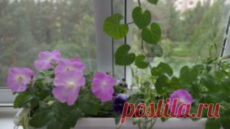 Женска логика - башта на балкону