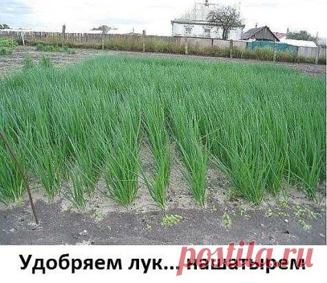 Удобряем лук... нашатырем.
Заметили, что у лука побледнели и приобрели желтоватый оттенок перышки? Это он сигналит вам, что голодает из-за нехватки азота. Помогите ему, подкормив раствором нашатырного спирта.
Разбавьте в 10-литровом ведре воды 3 ст. ложки нашатыря и вечером пролейте грядки с лучком (под корешок). Такой ядреный раствор не только подкормит, но и отпугнет луковую муху.
Природные подсказки.
- Появились серёжки на клёнах — можно сеять свеклу.
- Зацвела осина — сеем морковь.
- В м