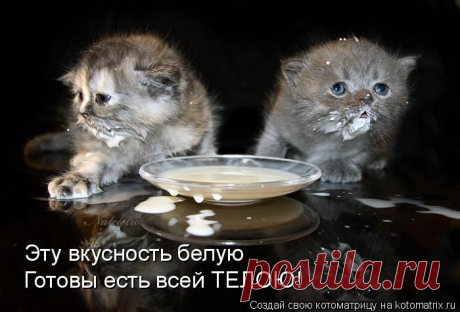 Котоматрицы!!!.