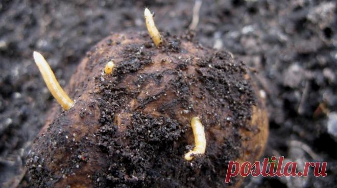 10 способов борьбы с проволочником